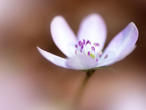 ブリッジ銀座東京では花のエンゲージ人気雪割草は春のうららな陽射しに咲く婚約指輪