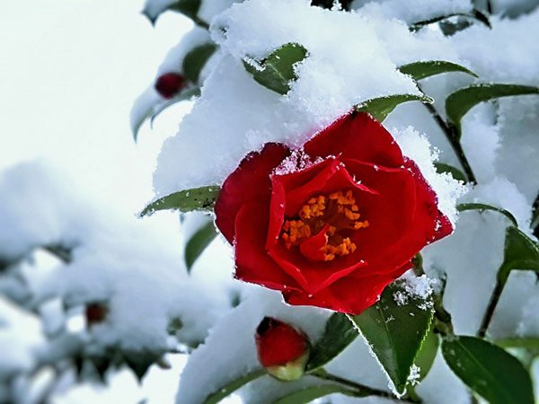 雪椿の花がモチーフの可愛いくて、やさしい着け心地の婚約指輪、結婚指輪ならBRIDGE銀座