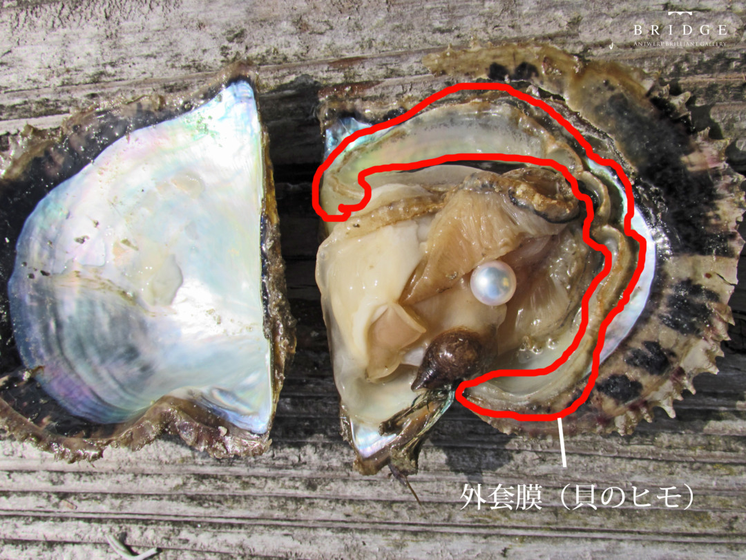外套膜はヒモとも呼ばれる真珠貝の臓器