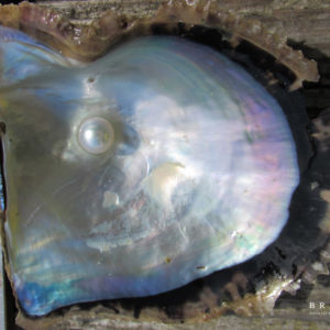 真珠貝とも呼ばれるあこや貝から上質なパールを取り出す