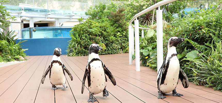 ブリッジ銀座がおすすめするプロポーズスポットサンシャイン水族館